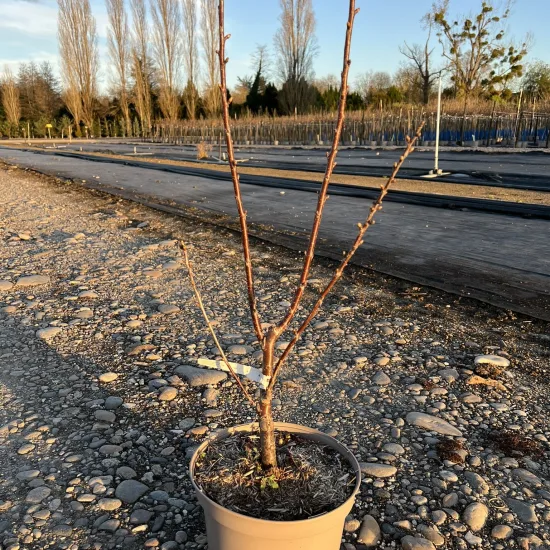 Cerisier 'Maynard'