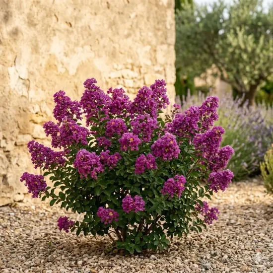 Lilas des indes 'Monbrun'