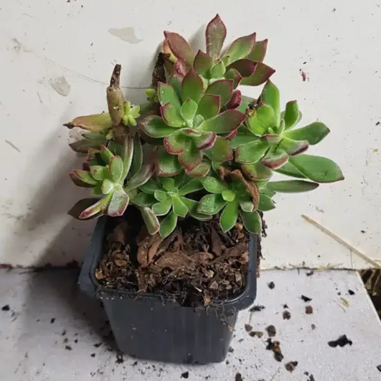 Echeveria 'Devotion'