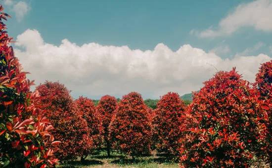 Photinia 'Magical volcano'