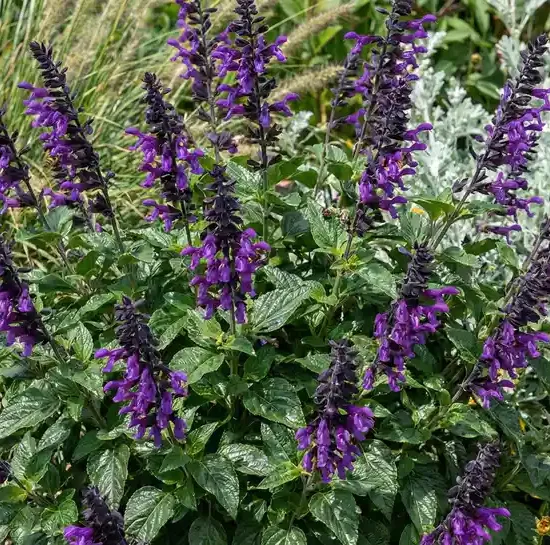 Sauge guarani 'Mirage ® deep purple'