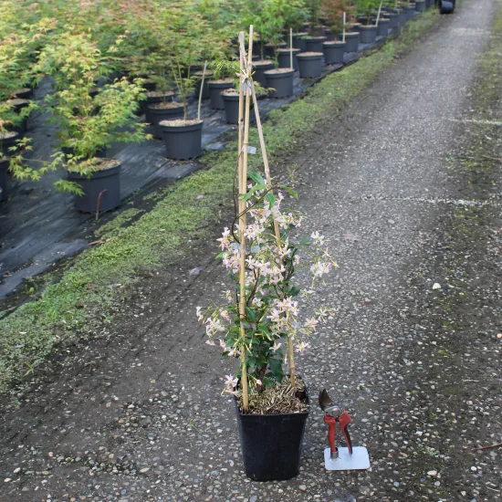 Faux-jasmin 'Rose d'inde'