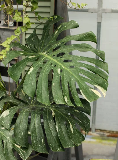 Monstera Deliciosa