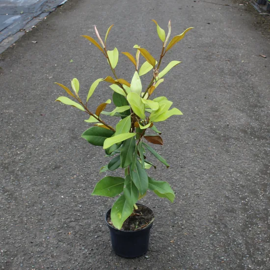 Magnolia de la galissonnière 'Galissoniere'