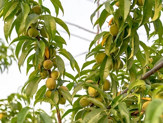 Pêcher sudanell