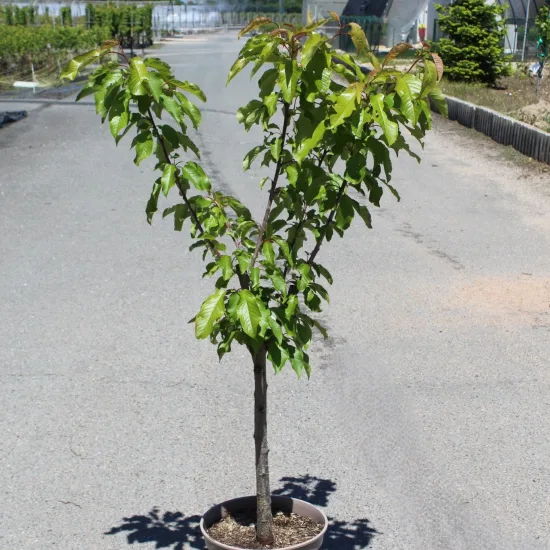 Cerisier 'Burlat bio'