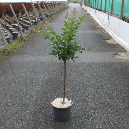 Lilas des indes 'Grand cru'