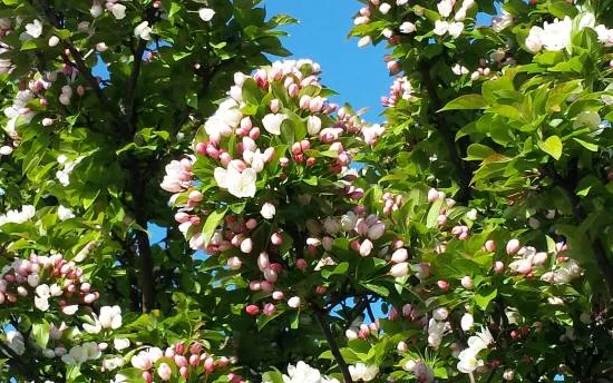 Pommier evereste 'Evereste'