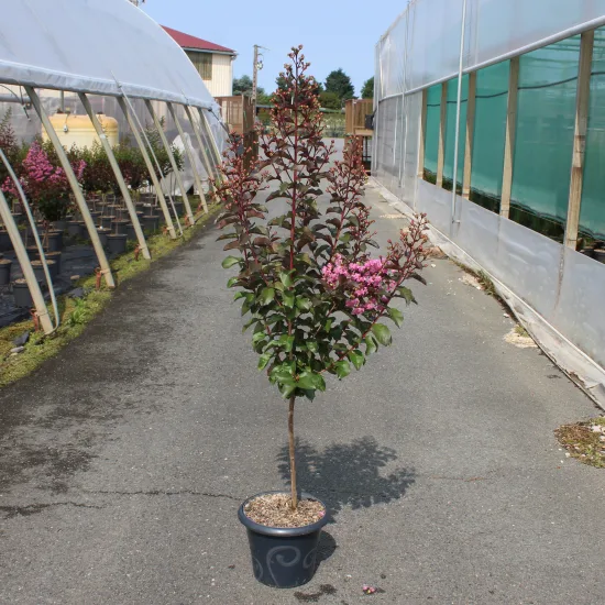 Lilas des indes 'Rhapsody in pink'