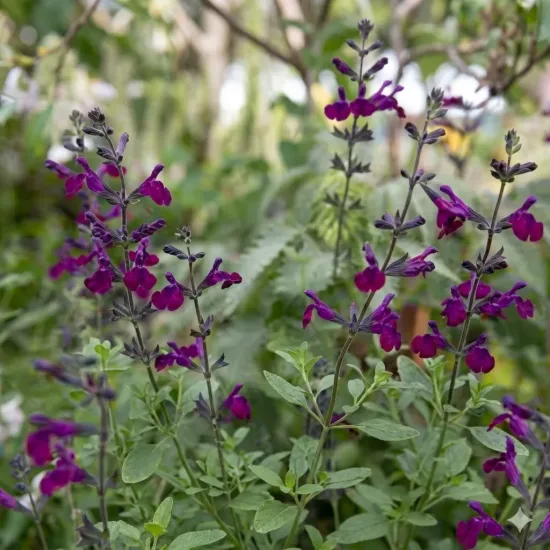 Sauge de graham 'Violette de loire'