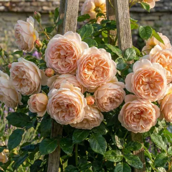 Rosier 'Volare '