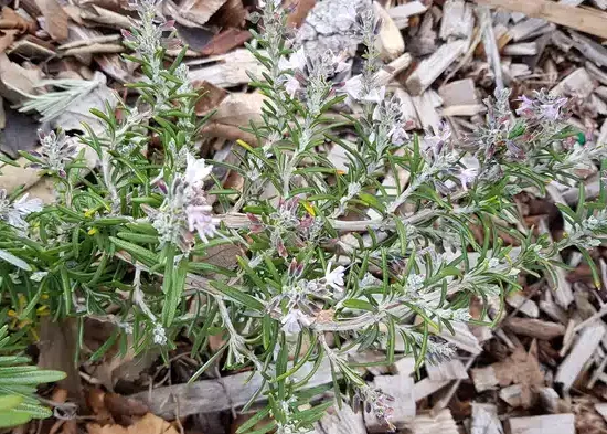 Rosmarinus officinalis