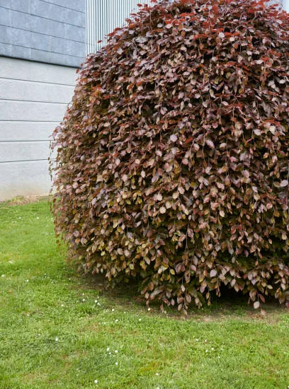 Hêtre commun 'Purpurea pendula'