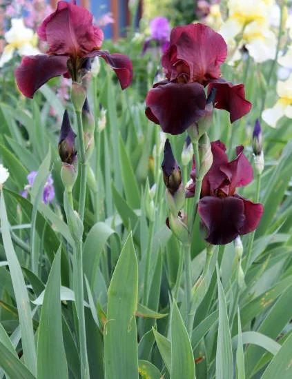 Iris nain 'Rangerette rouge'