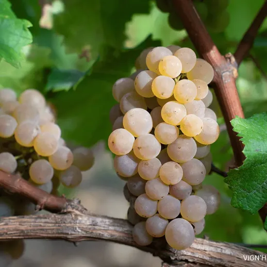 Vigne 'Vign'happy'