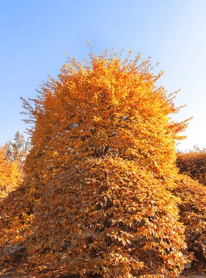 Hêtre commun 'Dawyck gold'