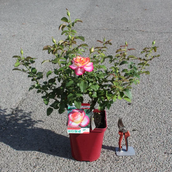 Rosier 'Leo ferre '