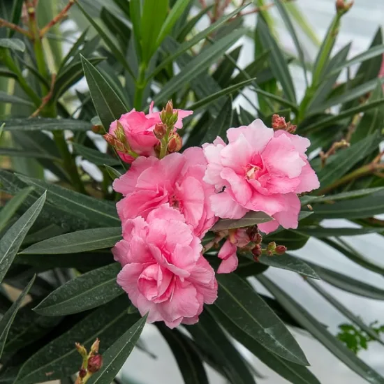 Laurier-rose 'Rose de borels rose triple parfume'