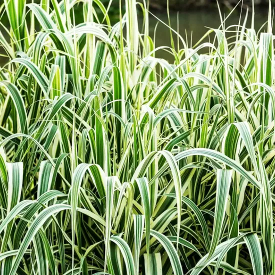 Canne de provence 'Variegata'
