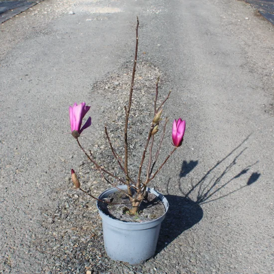 Magnolia 'Leonard messel'