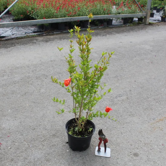 Grenadier 'Pleniflora''