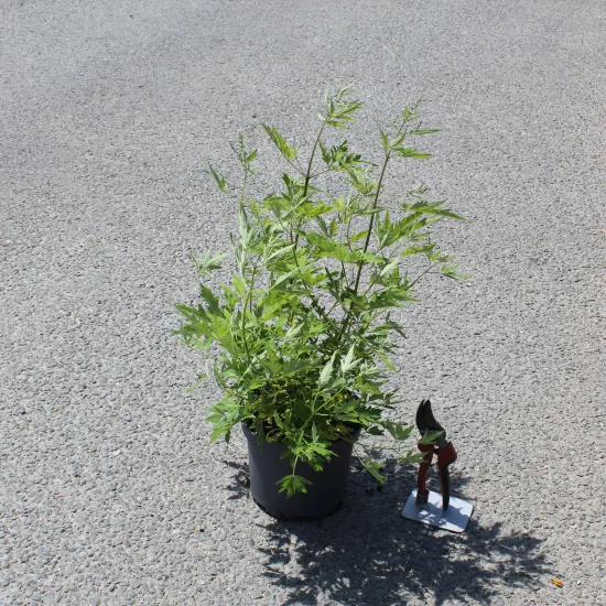 Arbre au poivre 'Laciniata'
