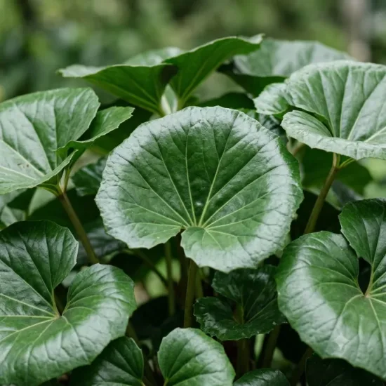 Plante panthère géante 'Gigantea'