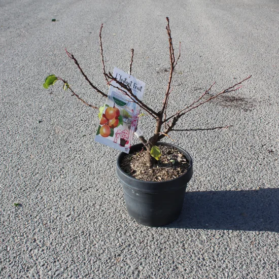 Abricotier 'Compacta'
