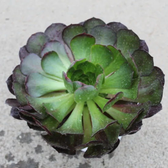 Semponium 'Vortex'