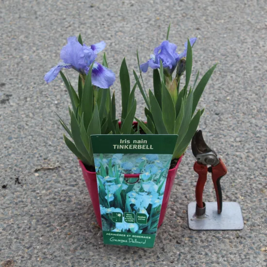 Iris nain 'Tinker bell bleu'