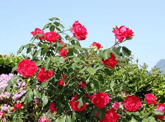 Rosier 'Jacques prevert '