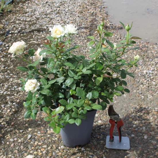 Rosier 'La sauvagine terre et passion '