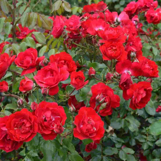 Rosier 'Centenaire de lourdes rouge '