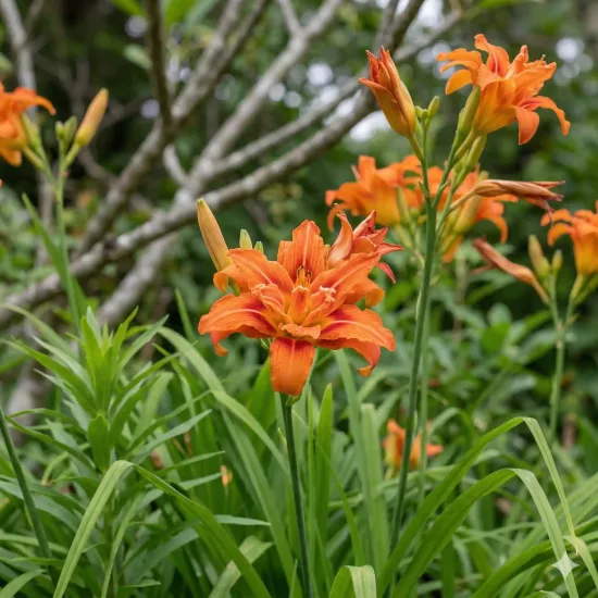 Hémérocalle 'Fulva flore pleno'