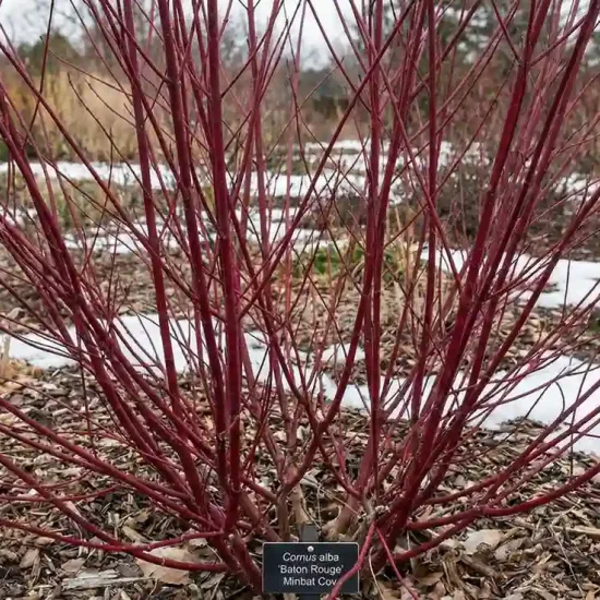 Cornouiller blanc 'Baton rouge'
