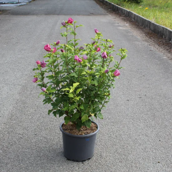 Althéa 'Woodbridge rge clair'