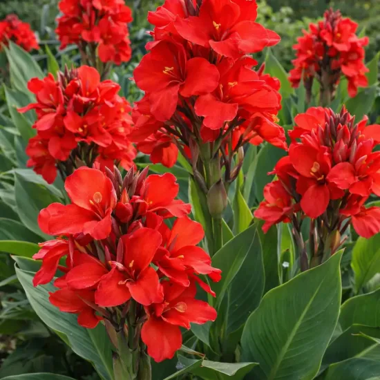 Canna 'Scarlet rouge'
