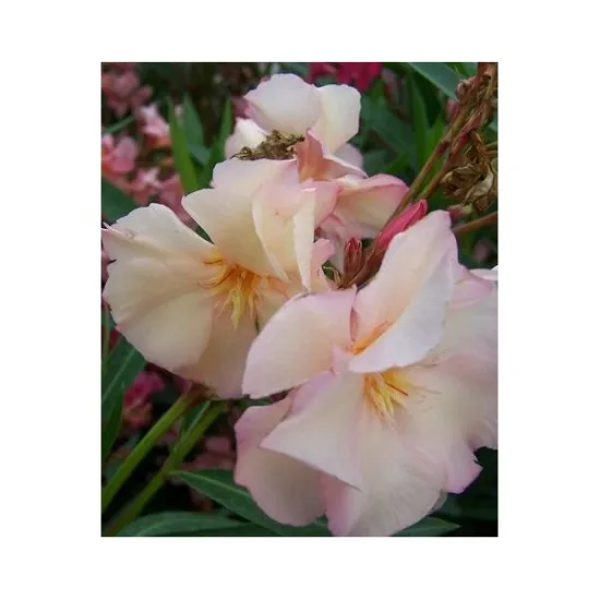 Laurier rose 'Souvenir de Michel' (Provence)