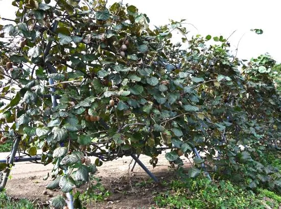 Kiwi 'Solissimo gros fruits'