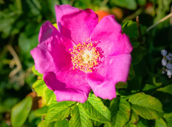 Rosier 'Emotion'