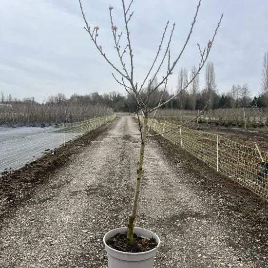 Nectarinier 'Fantasia'