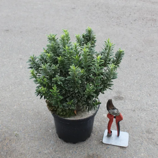 Fusain du japon 'Micro albomarginatus'