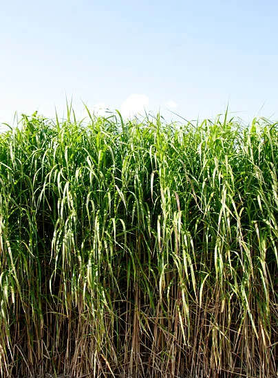 Miscanthe, MISCANTHUS sinensis, herbe à éléphant, roseau de chine