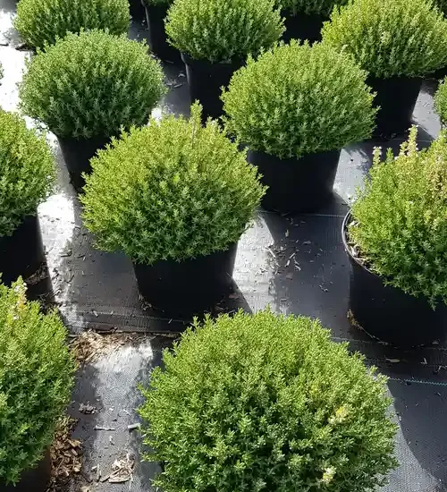Thym 'Compactus'
