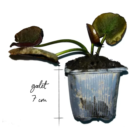 Nénuphar 'Wanvisa'