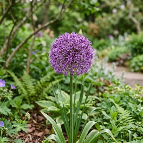 Ail d'ornement 'Gladiator'