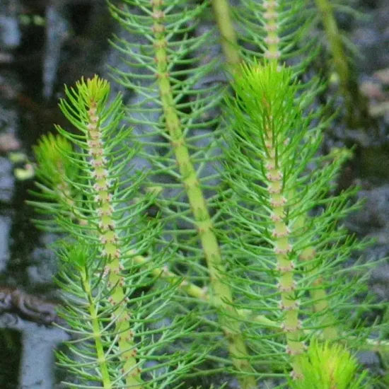 Myriophylle crépu