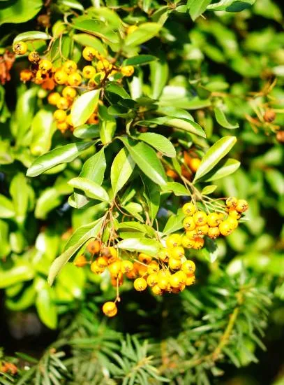 Buisson-ardent 'Jaune cadaune'