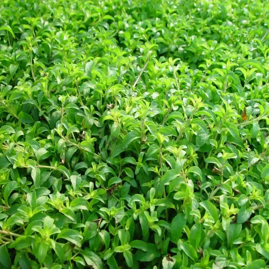 Menthe pouliot
