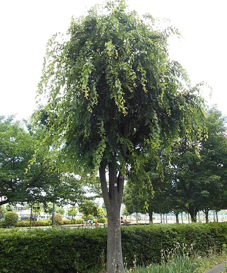 Orme lutèce 'Lutece'